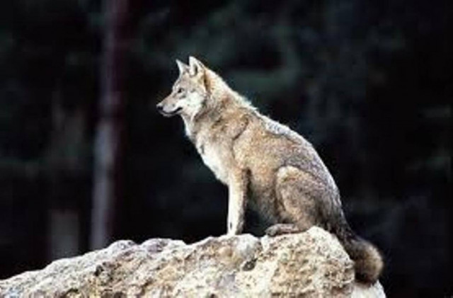 Επιθέσεις λύκων στα Τρίκαλα