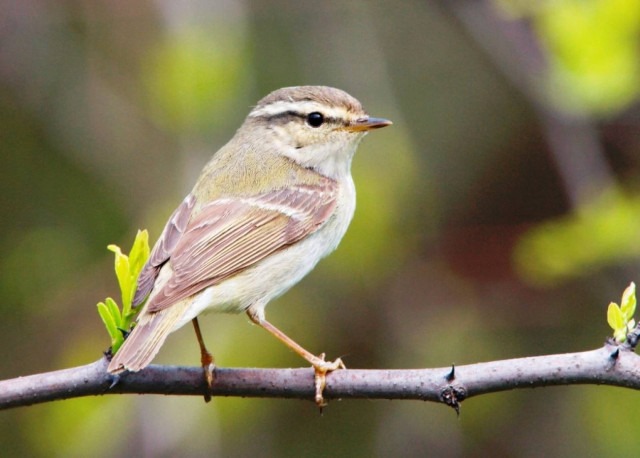 Από τη Σιβηρία έφτασε στην Καισιαριανή!