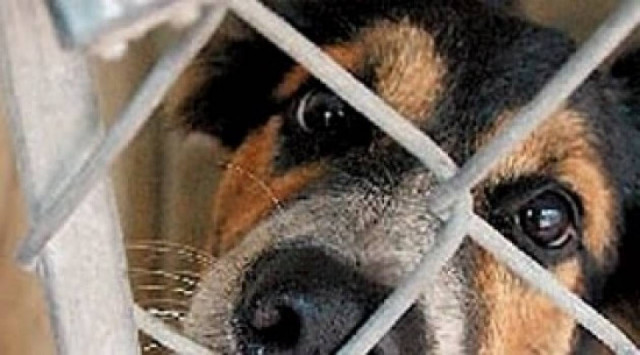 Δράσεις για αδέσποτα στην Καρδίτσα