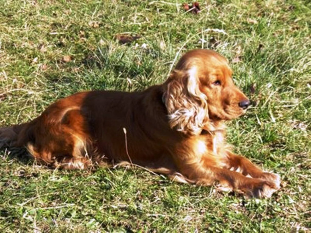 Πυροβόλησαν κόκερ