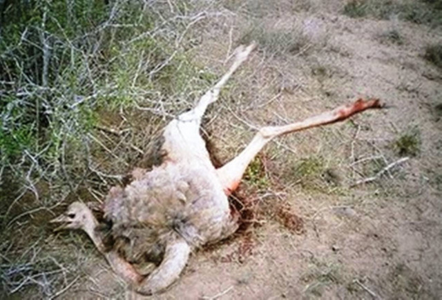 Κακοποιούνται στρουθοκάμηλοι στην Κρήτη