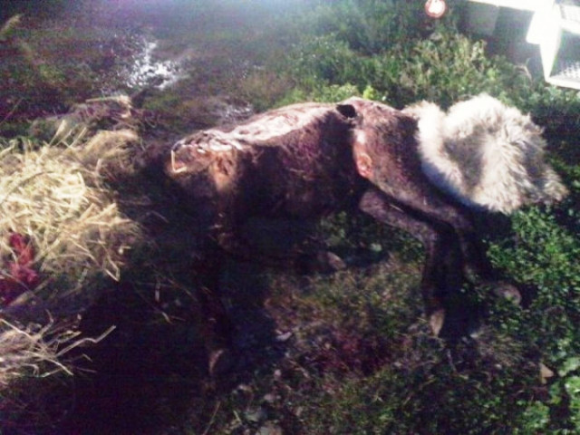 Στο εδώλιο πρώην αστυνομικός που σκότωσε το άλογό του