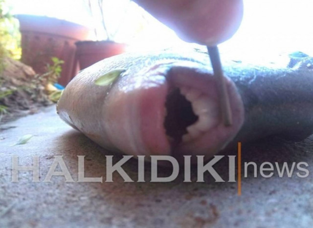 Ψάρι με …ανθρώπινα χείλια και δόντια στη Χαλκιδική!