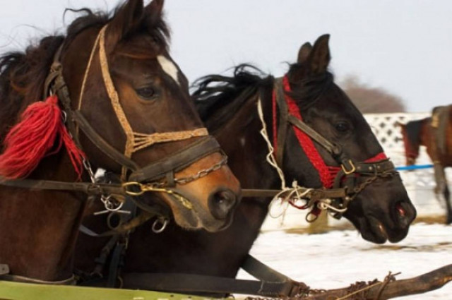 Έσφαξαν 50 άλογα στη Ρουμανία