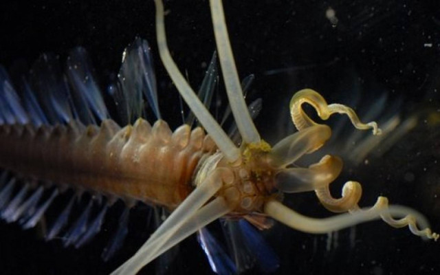 "Δεν έχουμε ιδέα με ποιους μοιραζόμαστε τον πλανήτη μας!"