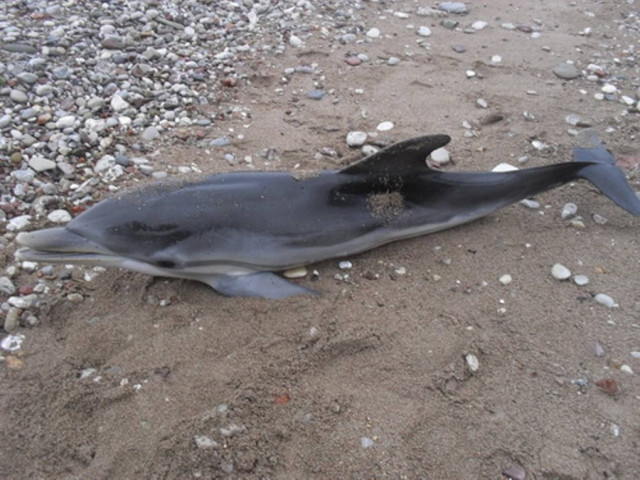 Νεκρά δελφίνια στην Κω