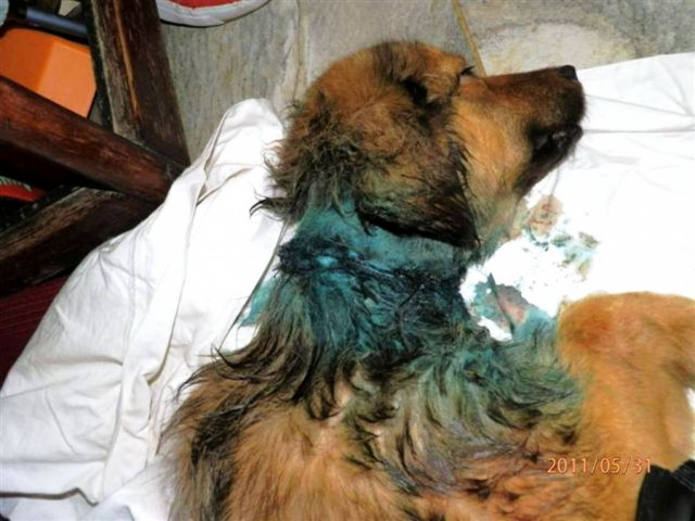 Έσωσαν σκυλίτσα που περιφερόταν με κομμένο λαιμό!