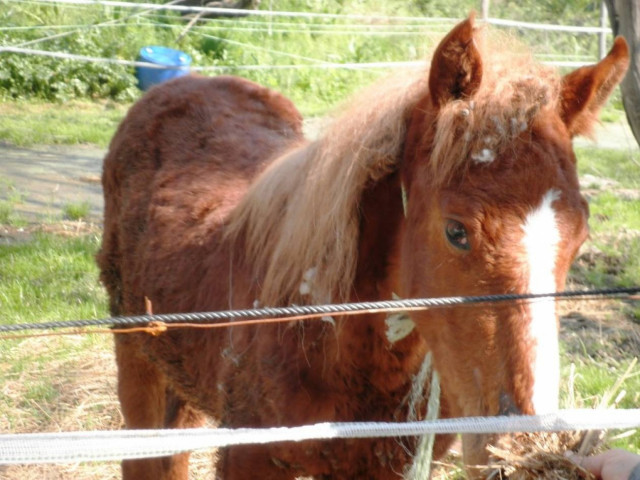 Κακοποίηση μέχρι θανάτου αλόγων στην Κατερίνη