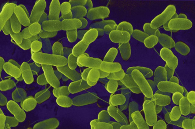 Kρούσμα E.Coli στη Θεσσαλία