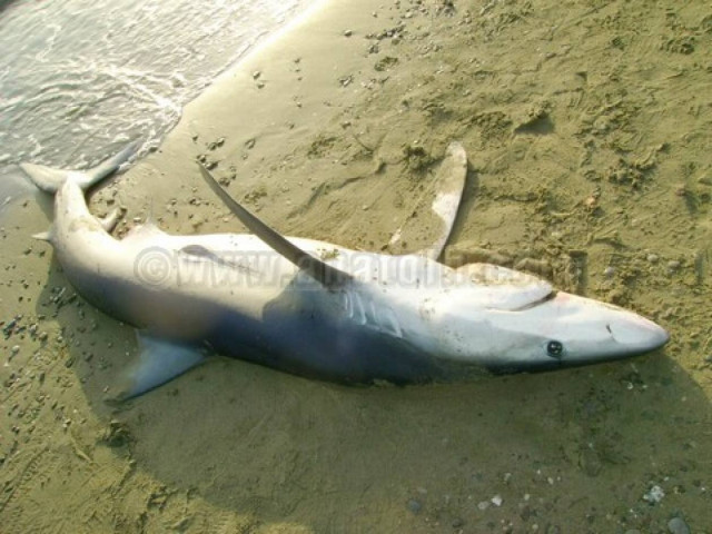 Ξέβρασε κήτος η θάλασσα στη Σητεία
