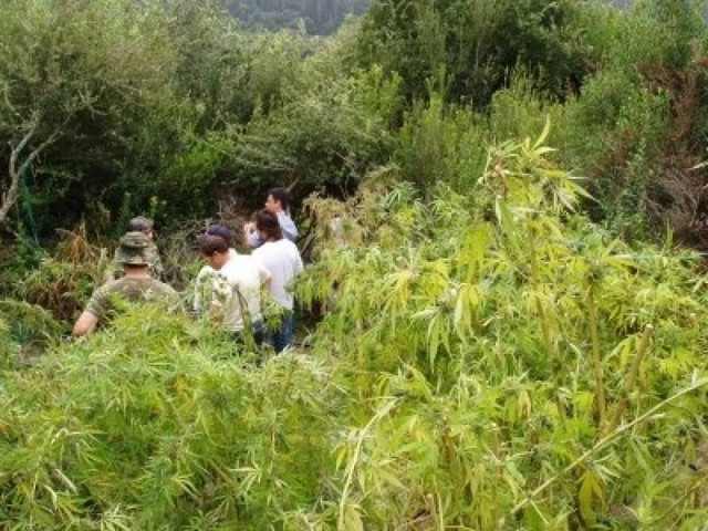 Βρήκαν ...δάσος από χασισόδενδρα, στη Μεσσηνία