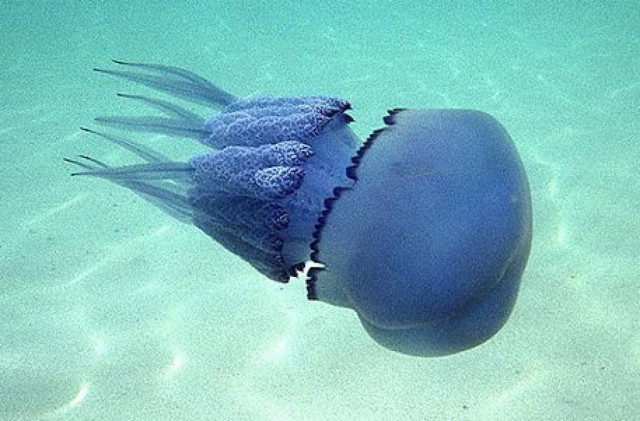 Απλές συμβουλές για τα τσιμπήματα στην παραλία