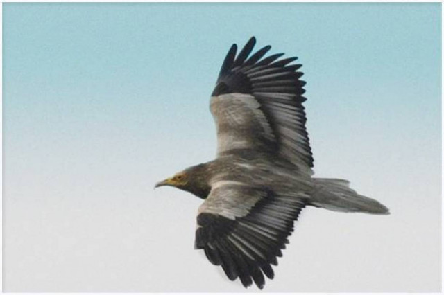 Στα πρόθυρα εξαφάνισης η «Ωτίδα» της Ινδίας