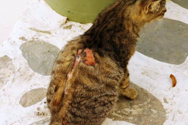 Τα ζώα υποφέρουν και στην Πάρο