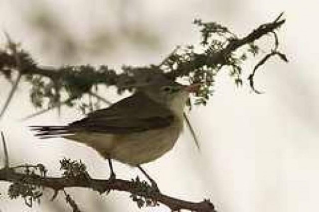 Το σπάνιο πουλί Καστανοτριτσίδα στα Αντικύθηρα