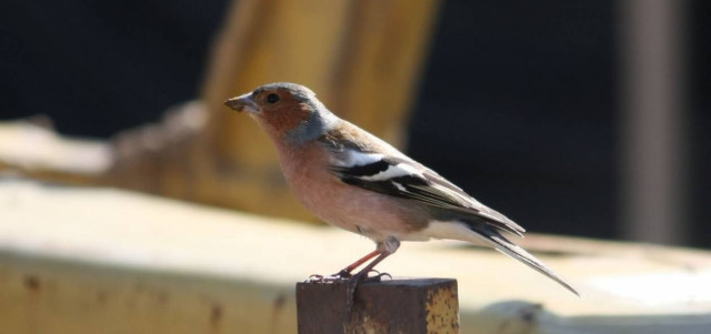 Το συντακτικό των σπίνων
