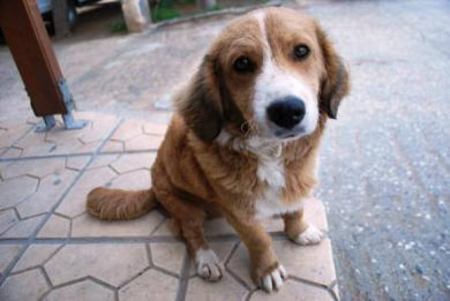 Σεμινάρια στην αστυνομία για τα τετράποδα