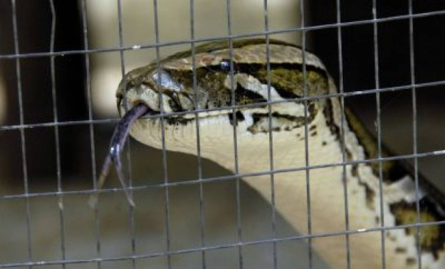 Φίδι εμφανίστηκε  στο νοσοκομείο Τρικάλων