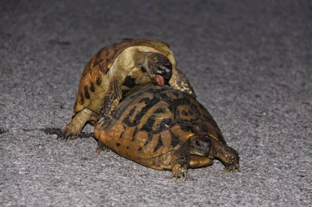 Επιδρομή χελώνων στο αεροδρόμιο για να...ζευγαρώσουν!