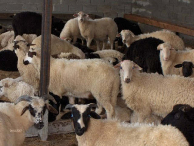 Αγέλη λύκων κατασπάραξε κοπάδι στον Παρνασσό