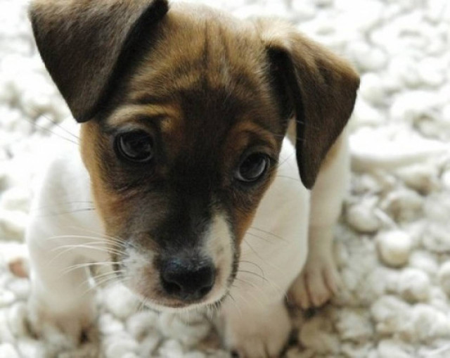 Γίνετε εικονικός σκυλογονιός!