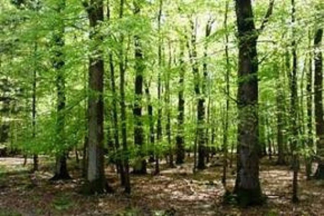 Πάτρα: Απαγόρευση κυκλοφορίας οχημάτων και εκδρομέων για την προστασία των δασών