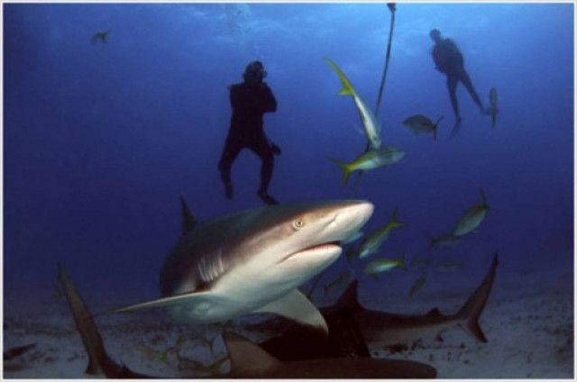 Μπαχάμες: Μέτρα  για την προστασία των καρχαριών