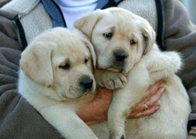 Τους εντόπισαν να ακρωτηριάζουν κουτάβια!