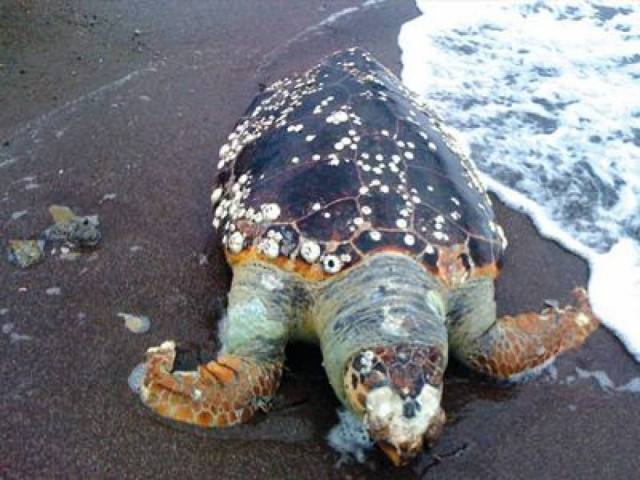 Νεκρή χελώνα στη Χαλκίδα