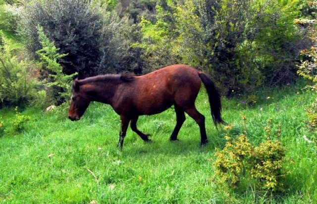Δύο άλογα πέθαναν στο γκαράζ του πλοίου «Μυτιλήνη»