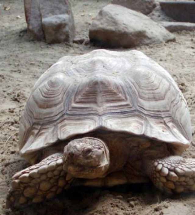 Ο Μαθουσάλας «έφυγε» στα 130