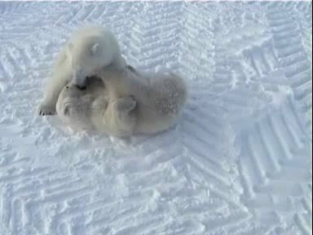 Υπό προστασία η πολική αρκούδα