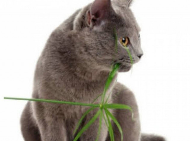 Πώς θα απομακρύνετε τη γάτα σας από τις γλάστρες