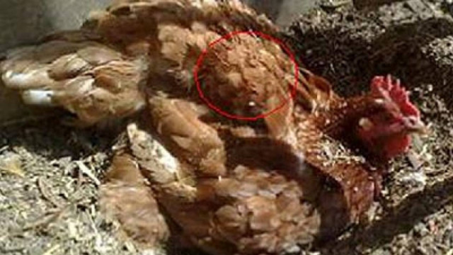 Εσείς ποια μορφή βλέπετε στις... φτερούγες του κοτόπουλου;