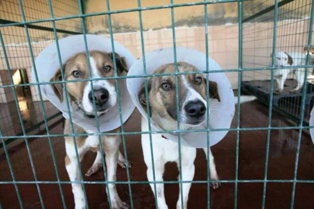 Κυνοκομείο Κατερίνης: Αδιαφορία, πενία, ή οικονομικό έγκλημα;