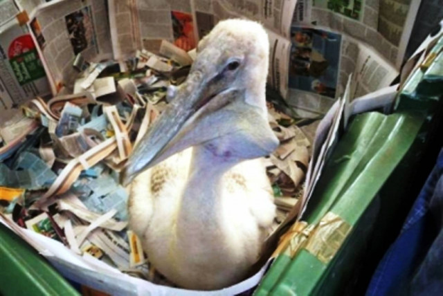 Σπάνιο είδος πελεκάνου στο Μεσολόγγι