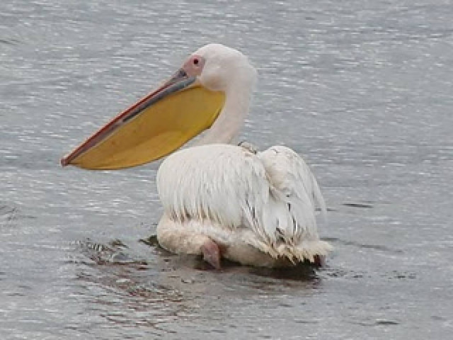Μέθυσαν πελεκάνο στα Χανιά