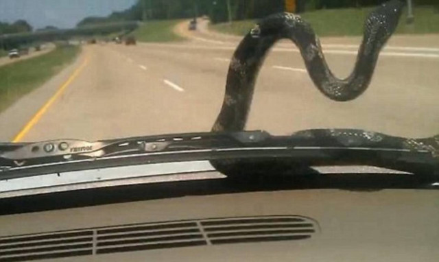 Οδηγώντας παρέα με ένα φίδι!