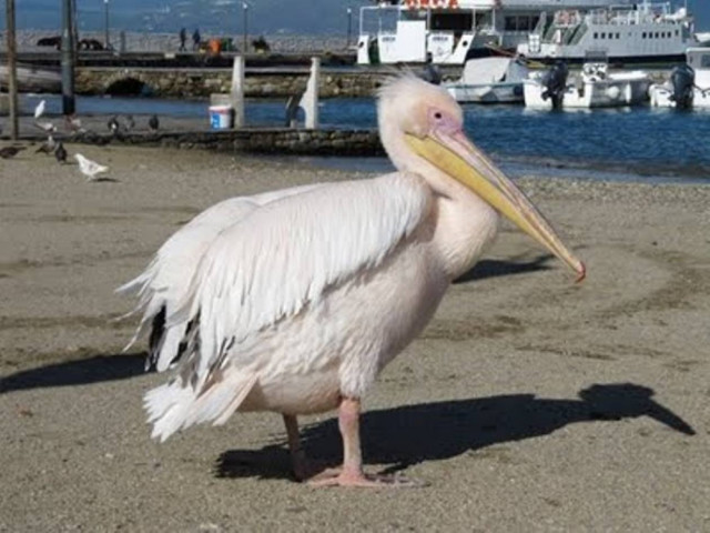 Μέθυσαν με ουίσκι πελεκάνο!