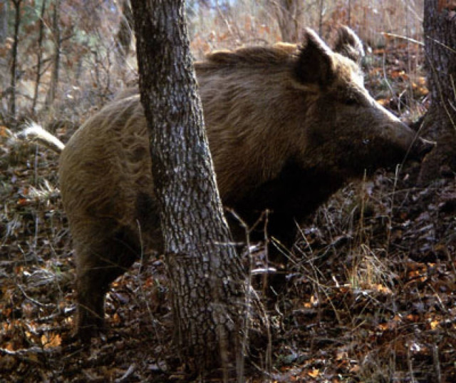 Τα αγριογούρουνα έρχονται, οι αποζημιώσεις φεύγουν...
