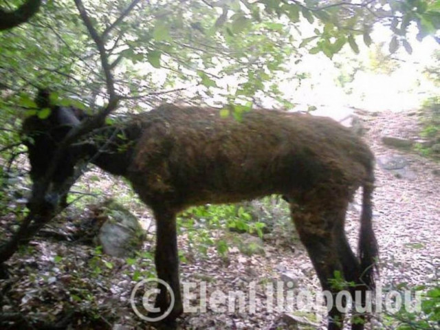 «Έλουσαν» γαϊδουράκι με χημικά!