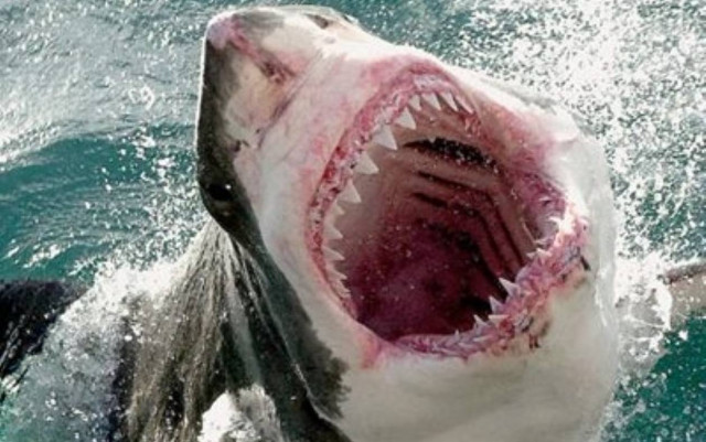 Σκύλος επιτίθεται σε καρχαρία