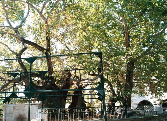 Καμπανάκι κινδύνου για τα πλατάνια από τον Κρίτωνα Αρσένη