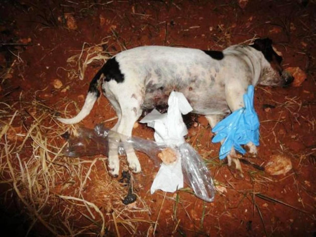 Δολοφονία αδέσποτων στα Χανιά