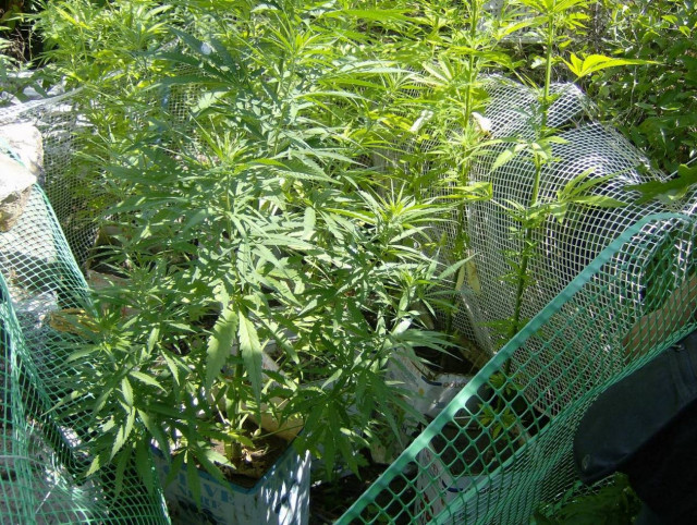 Εντόπισαν χασισοφυτεία στα Χανιά