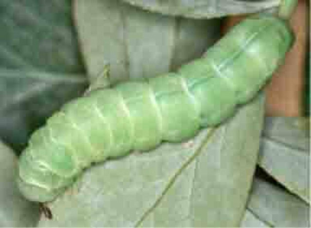 Απειλούν τους αγρότες τα πρασινα σκουλίκια!