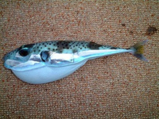 Εντόπισαν δηλητηριώδες ψάρι στη Χαλκιδική