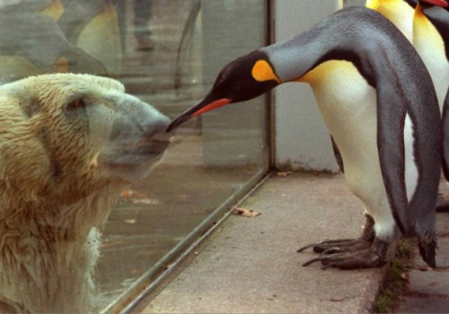 Ο Happy Feet  επιστρέφει σπίτι του