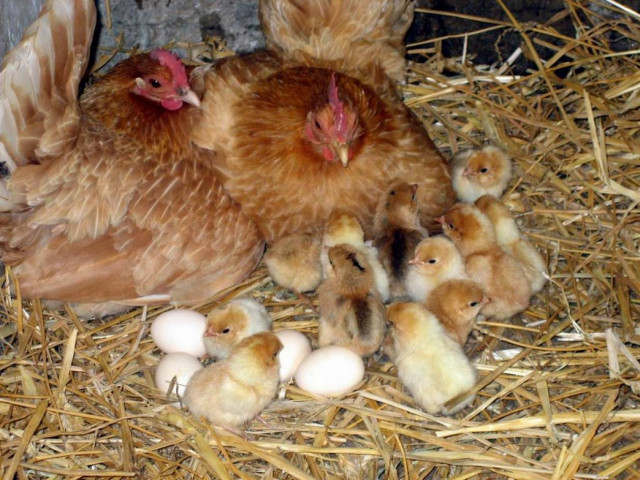 Λύθηκε ο γρίφος για την κότα και το αυγό