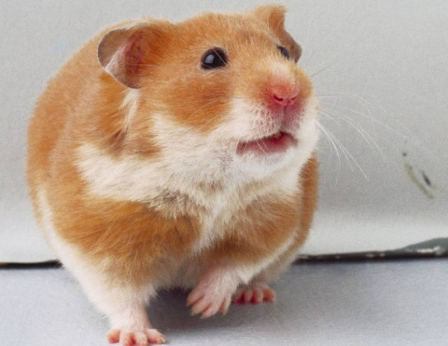 Είναι πιο νόστιμα τα βιολογικά προϊόντα;